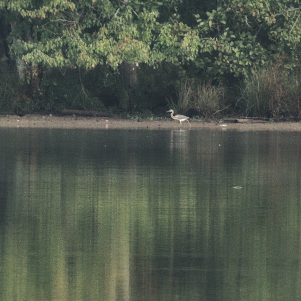 Tricolored Heron - ML375226551