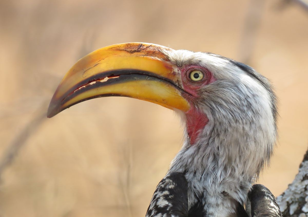 Southern Yellow-billed Hornbill - ML37522711