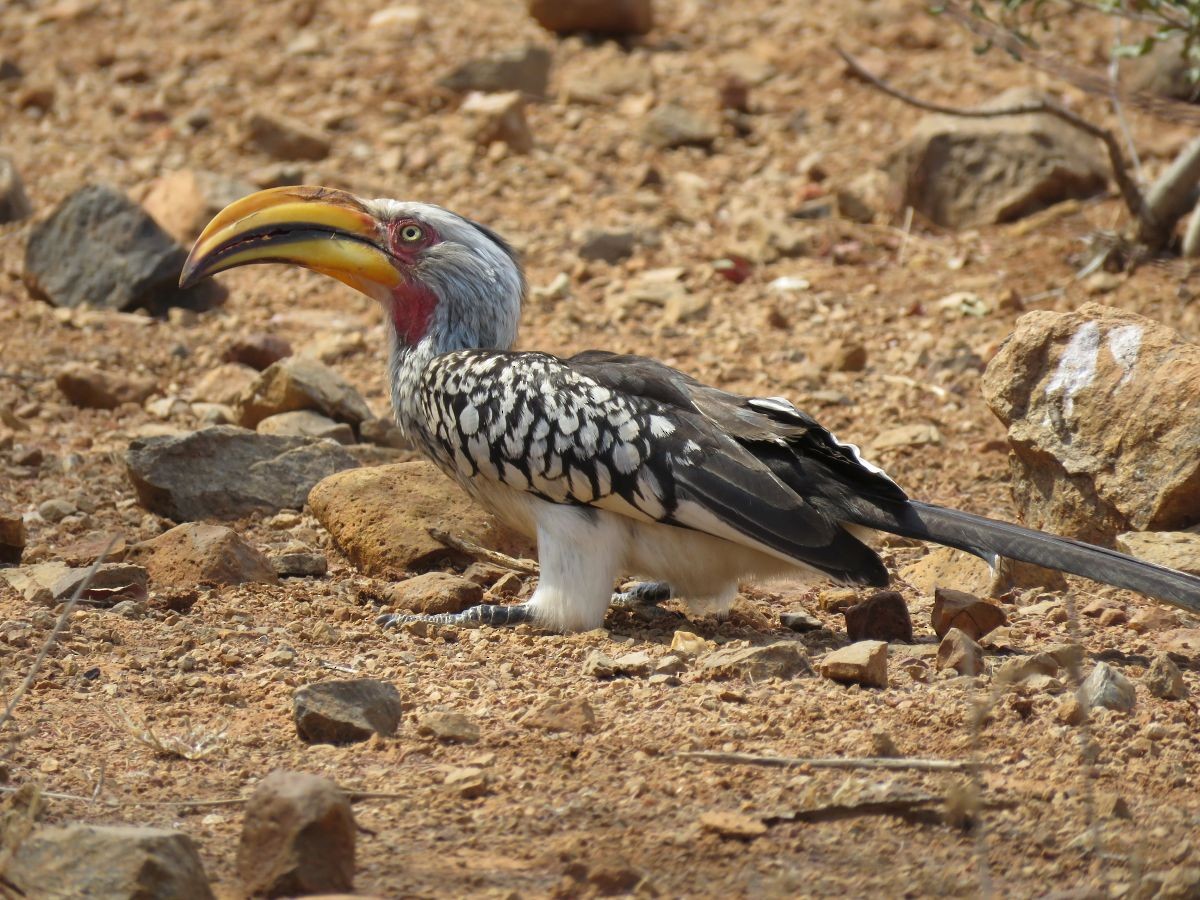 Southern Yellow-billed Hornbill - ML37522731