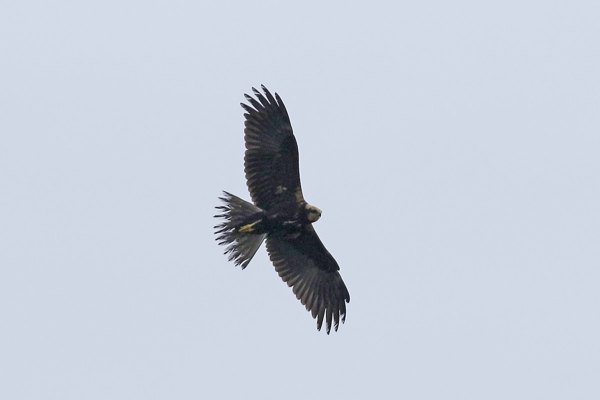 Western Marsh Harrier - ML375227661