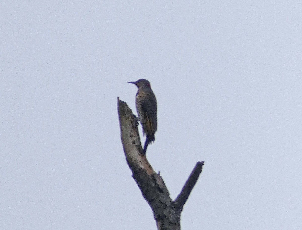 Northern Flicker - ML375228421