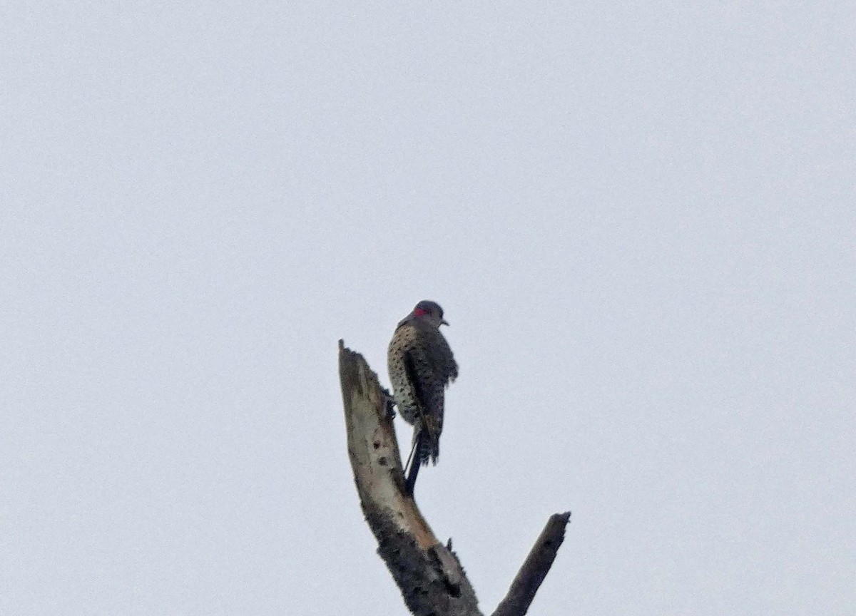 Northern Flicker - ML375228431