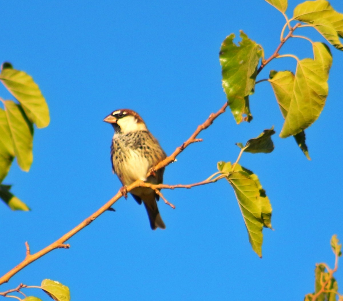 House/Spanish Sparrow - ML375228601