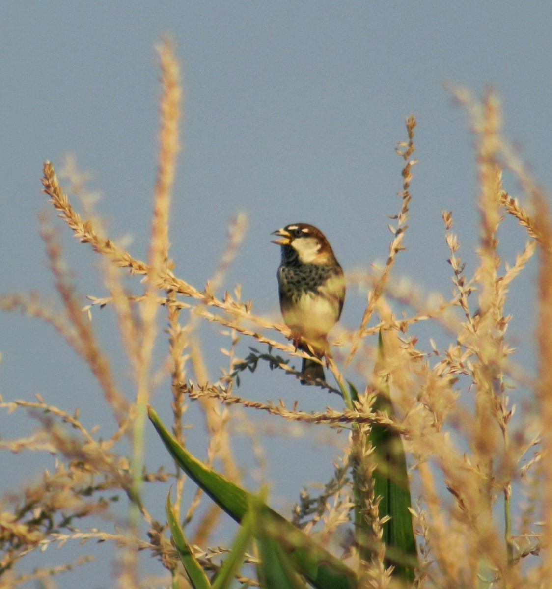 House/Spanish Sparrow - ML375228611