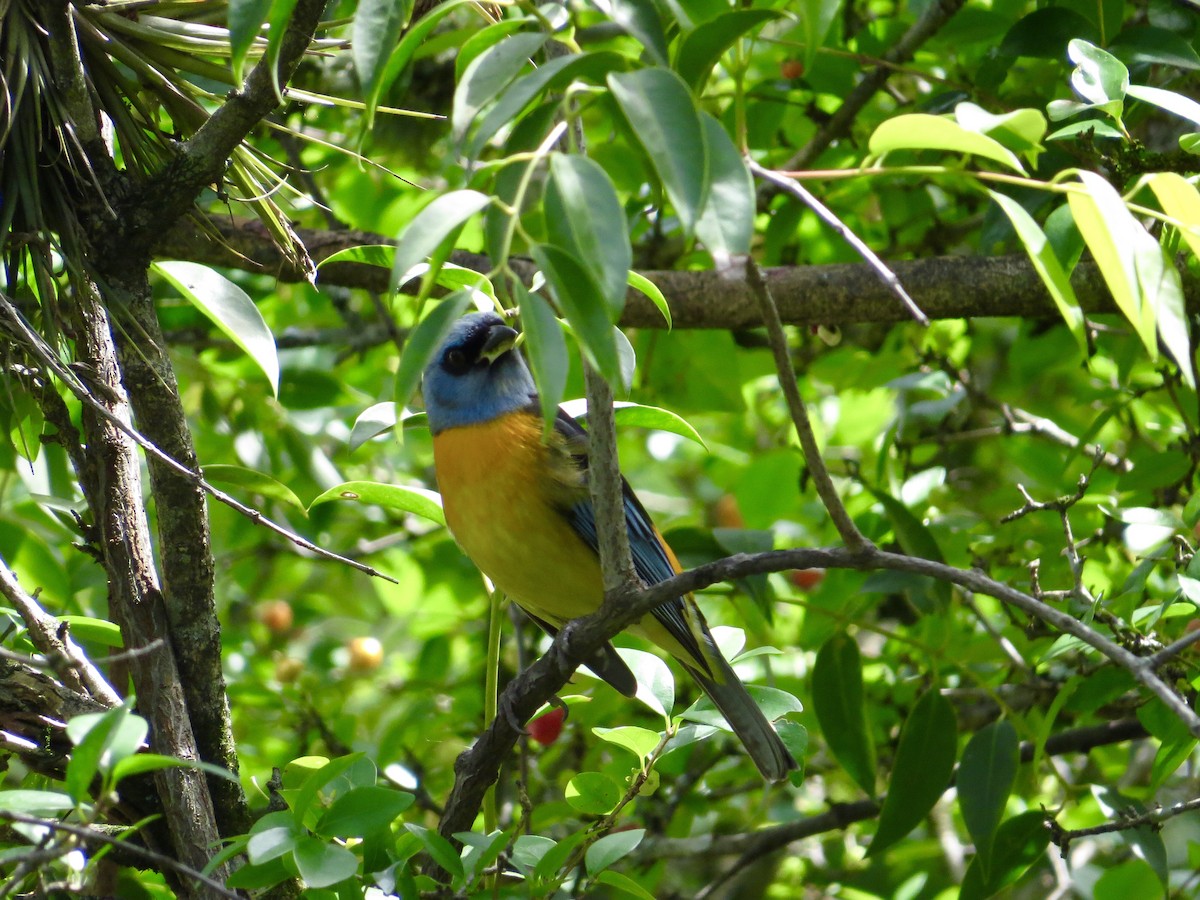 Blue-and-yellow Tanager - ML375229111