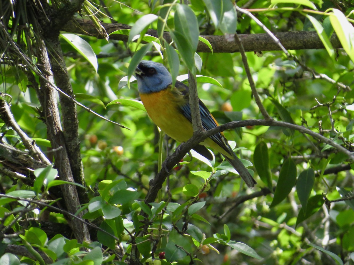 Blue-and-yellow Tanager - ML375229181