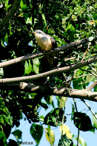 Mangrove Cuckoo - ML375229331