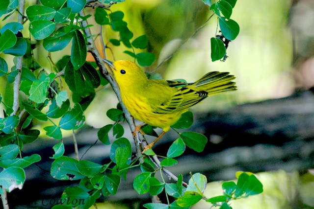 Yellow Warbler - ML375229531