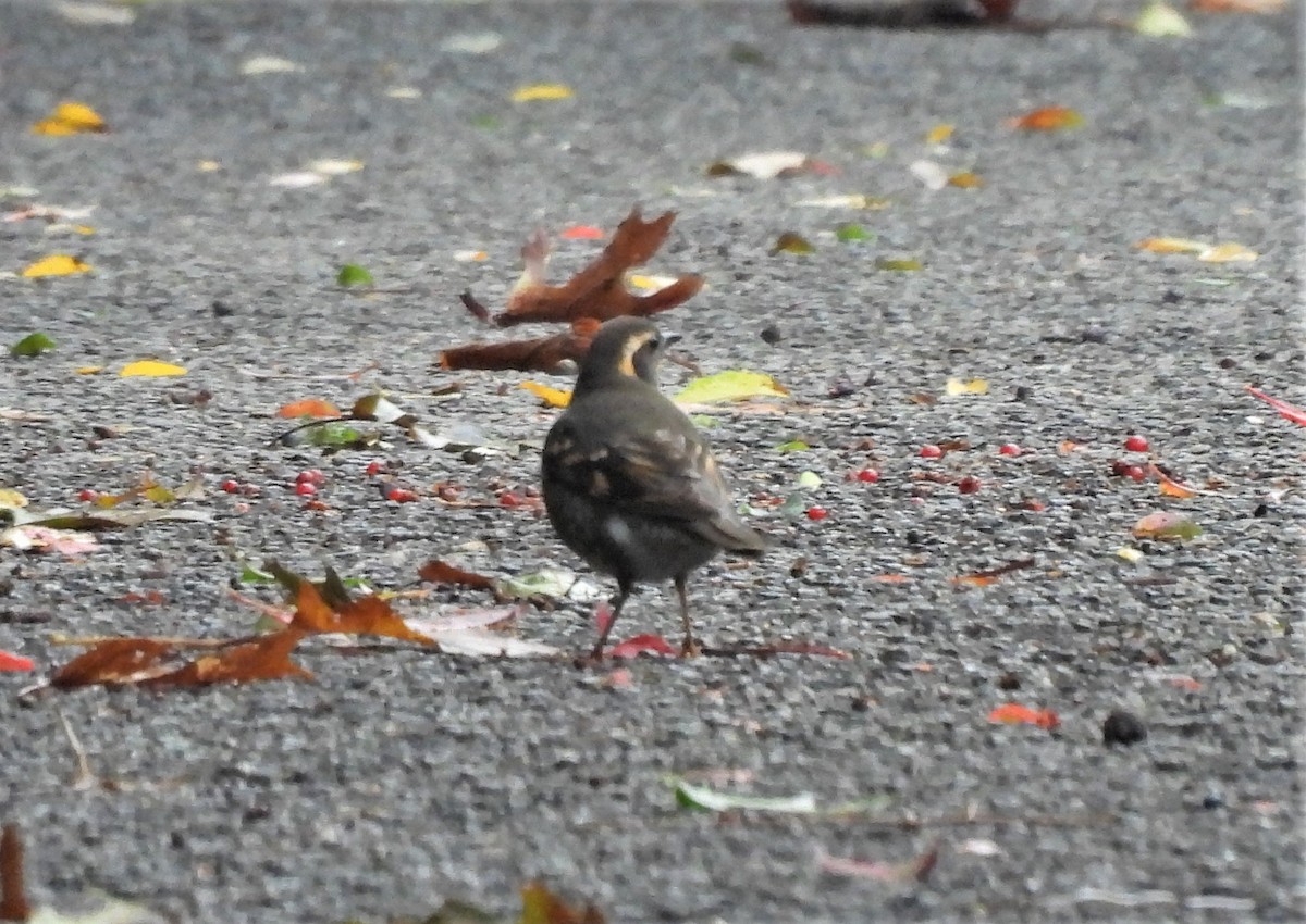 Varied Thrush - ML375229691