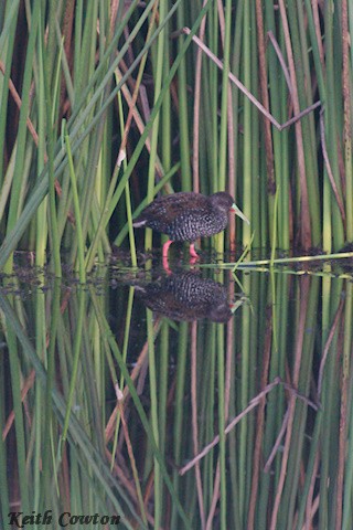 Spotted Rail - Keith Cowton