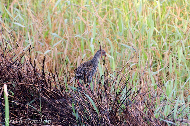 Spotted Rail - ML375229841