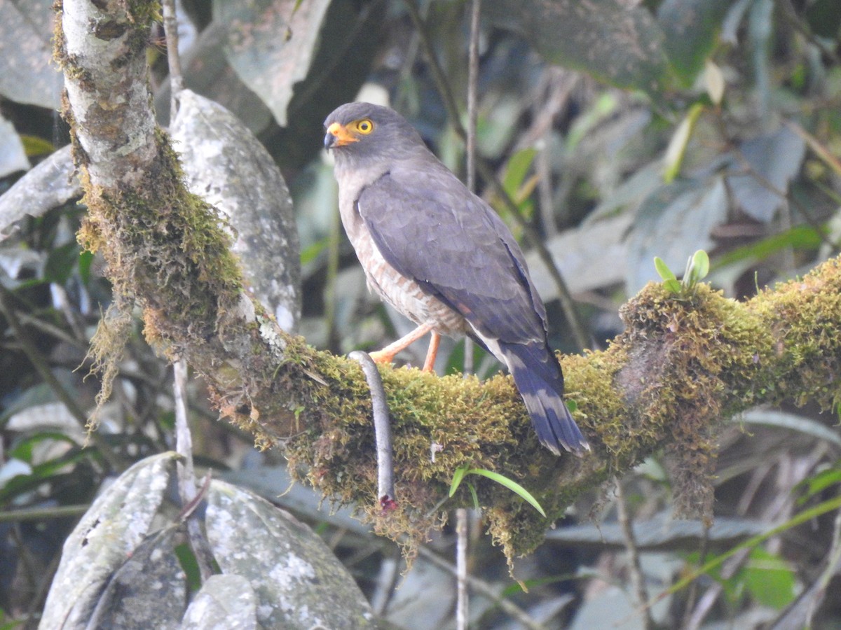 Roadside Hawk - ML375230141