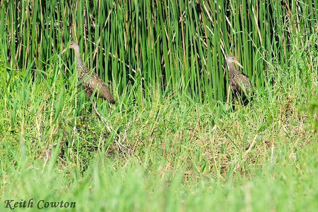 Limpkin - ML375230661