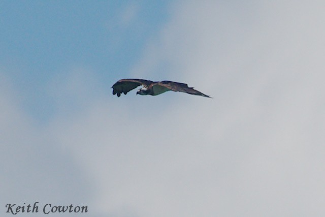 Águila Pescadora - ML375230721