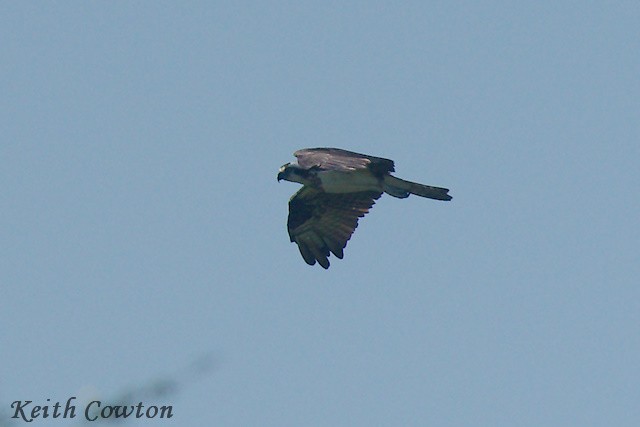 Águila Pescadora - ML375230731