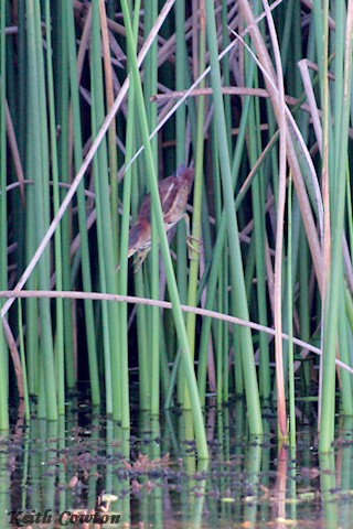 Least Bittern - ML375230831