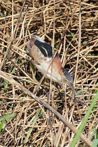 Least Bittern - ML375230941