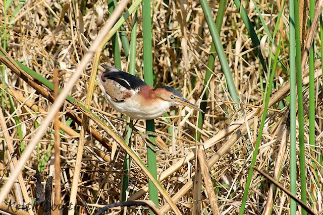 Least Bittern - ML375230961