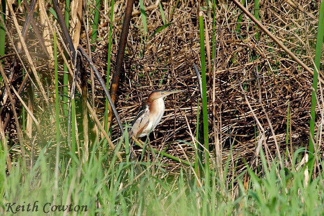 Least Bittern - ML375230971