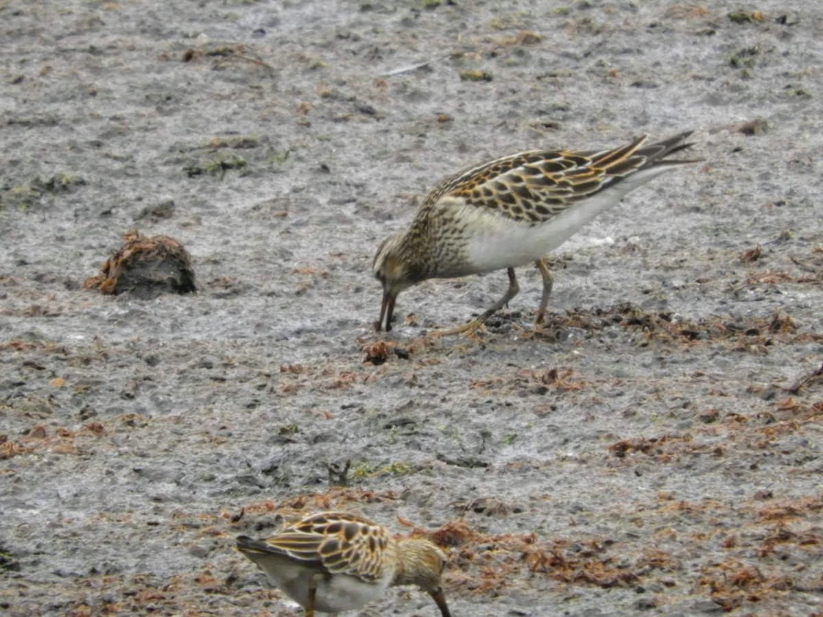 Pectoral Sandpiper - ML375231411