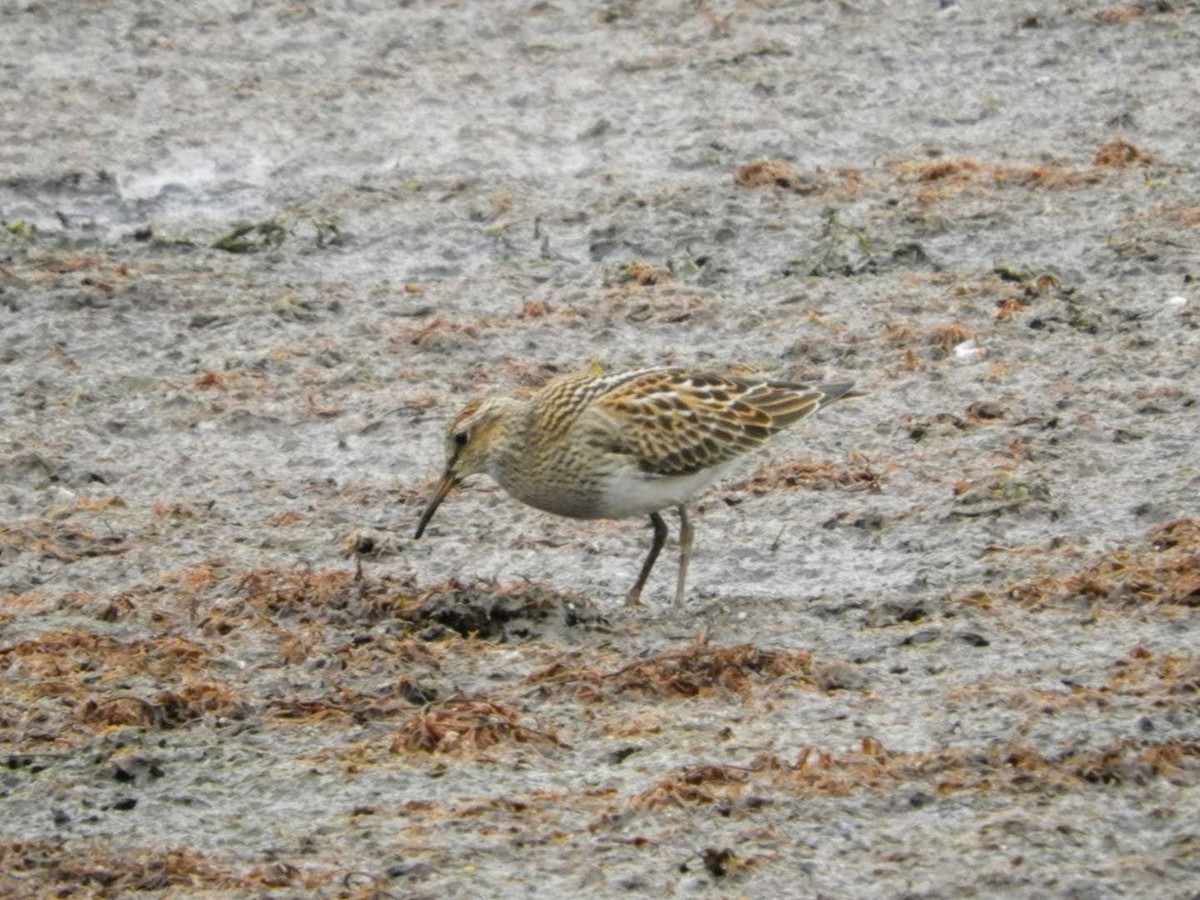 Pectoral Sandpiper - ML375231541