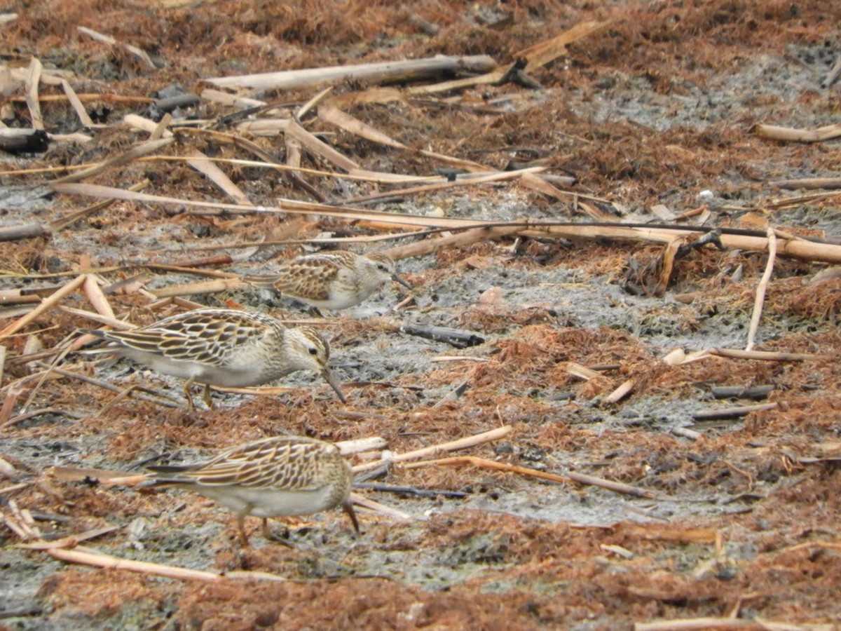 Pectoral Sandpiper - ML375231681