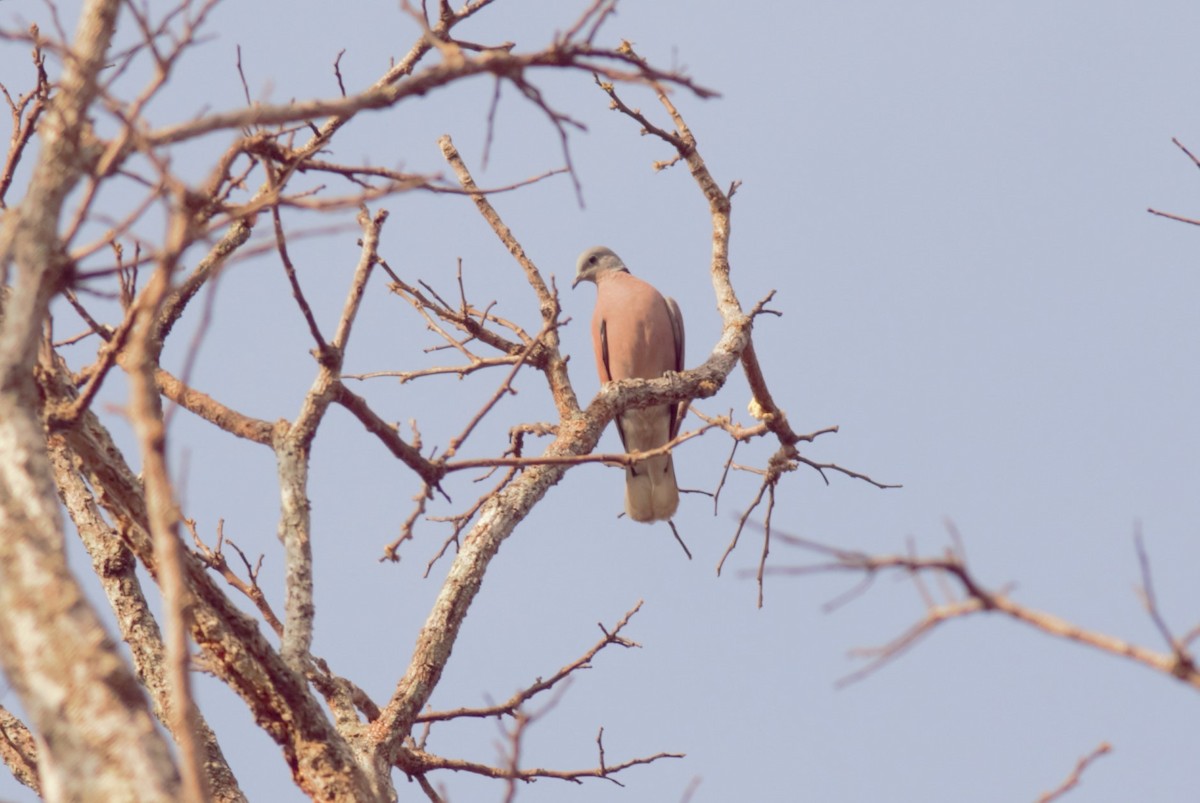 Red Collared-Dove - Tiwa Ong-in