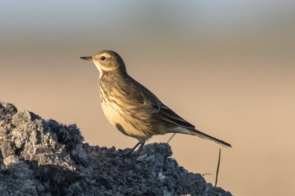 American Pipit - ML375233661
