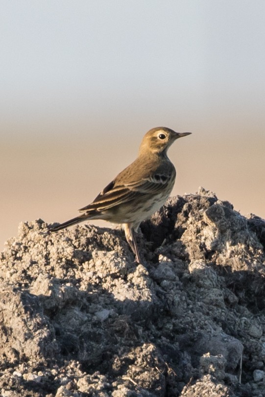 American Pipit - ML375233741