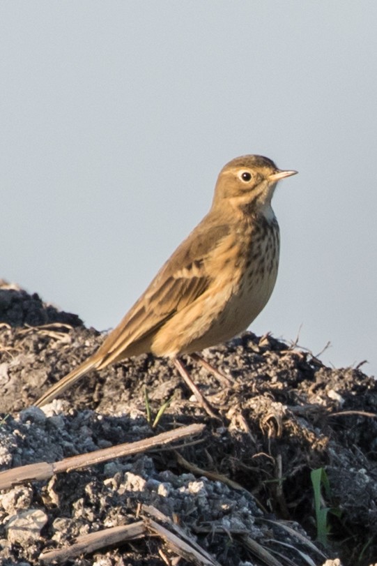 American Pipit - ML375233761