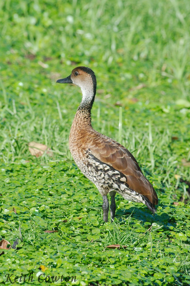 West Indian Whistling-Duck - Keith Cowton