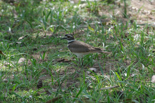 Killdeer - ML375234191