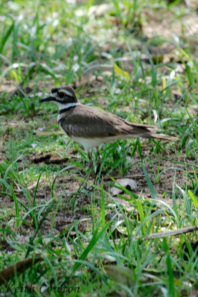 Killdeer - ML375234211