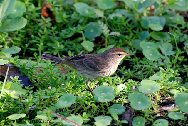 Paruline à couronne rousse - ML375234461