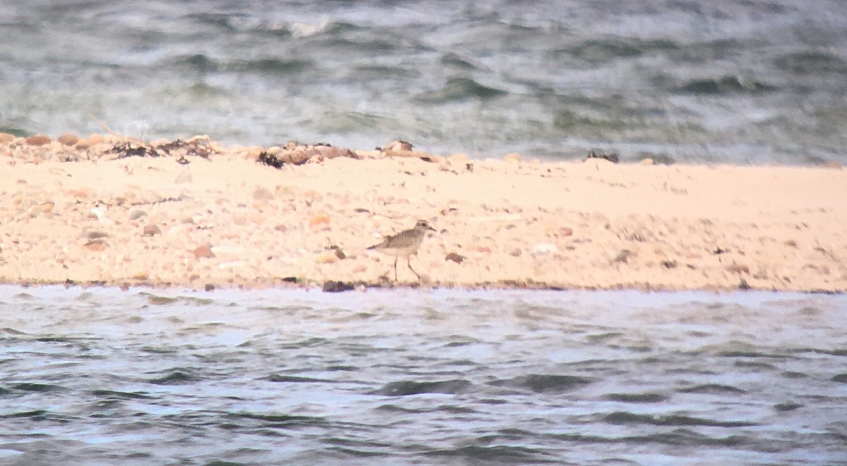 Black-bellied Plover - Blair Whyte