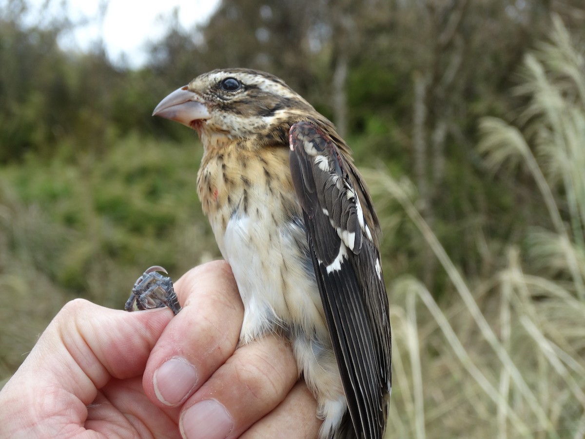 Rose-breasted Grosbeak - ML37523521