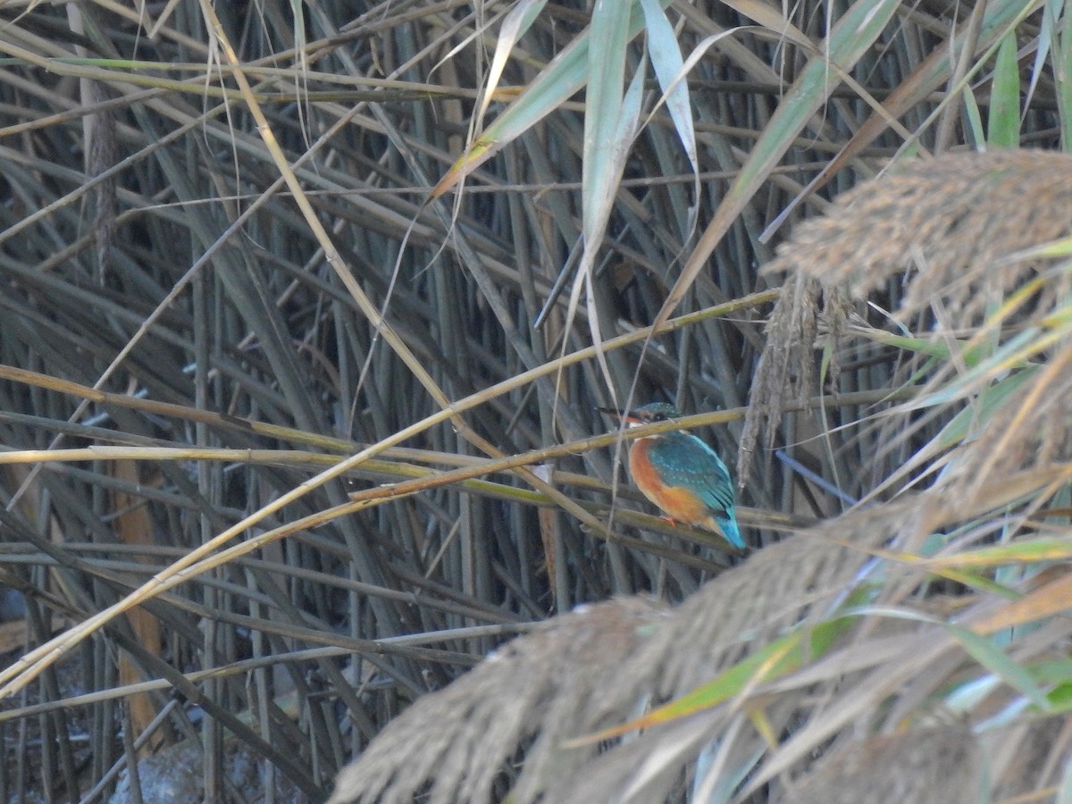 Common Kingfisher - Daniel Raposo 🦅