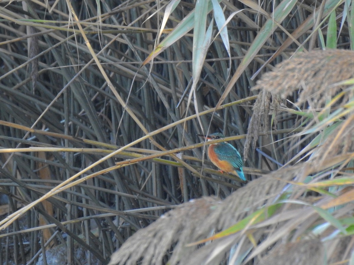 Common Kingfisher - ML375236011