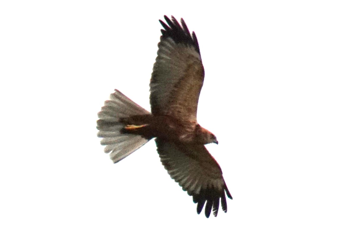 Western Marsh Harrier - Shmuel Bernstein