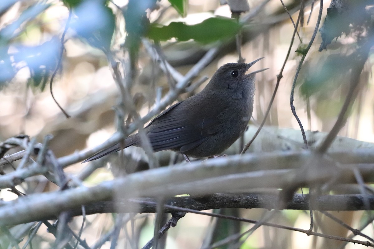 Knysna Warbler - Ruven Schoeman