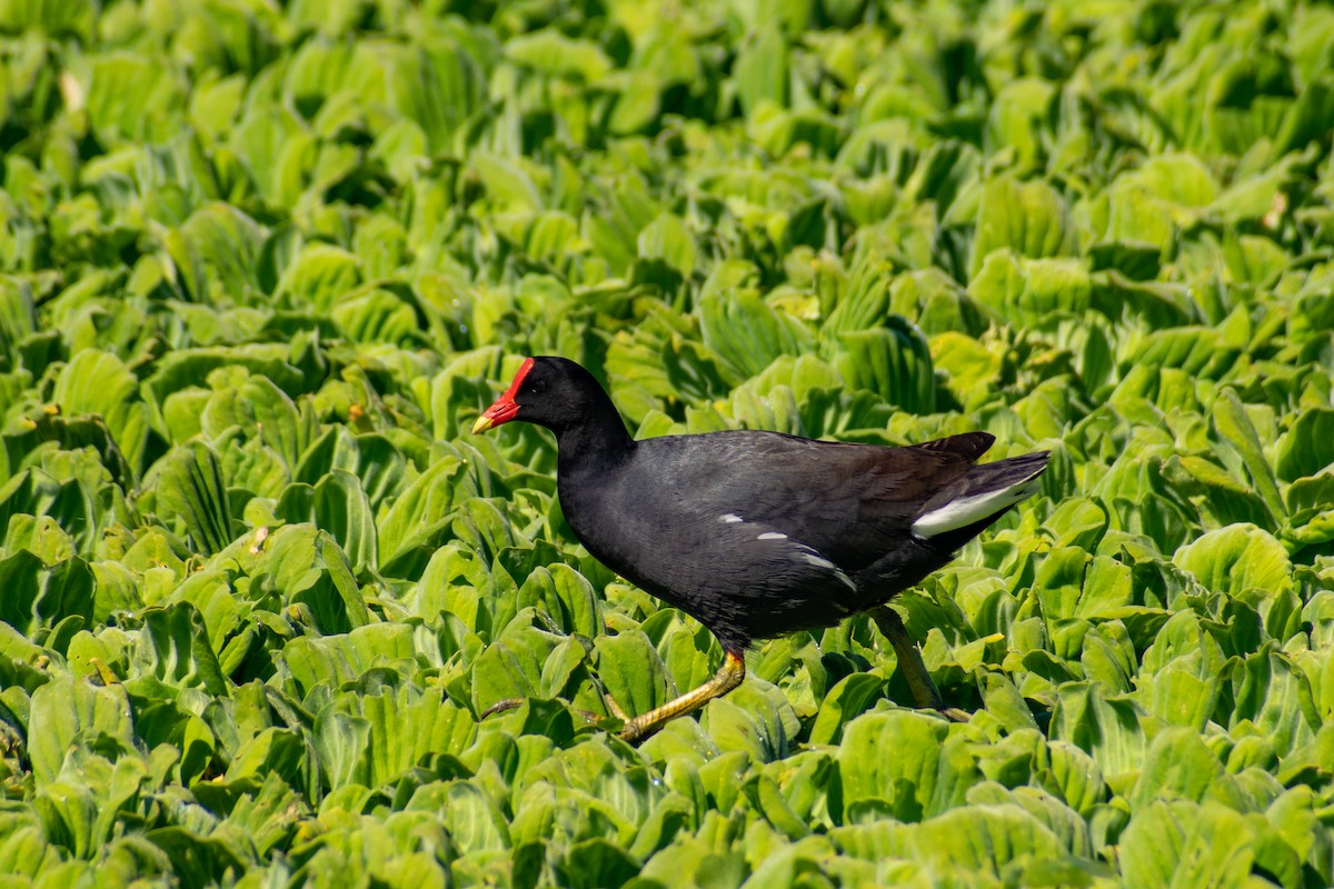 Gallinule d'Amérique - ML375236551