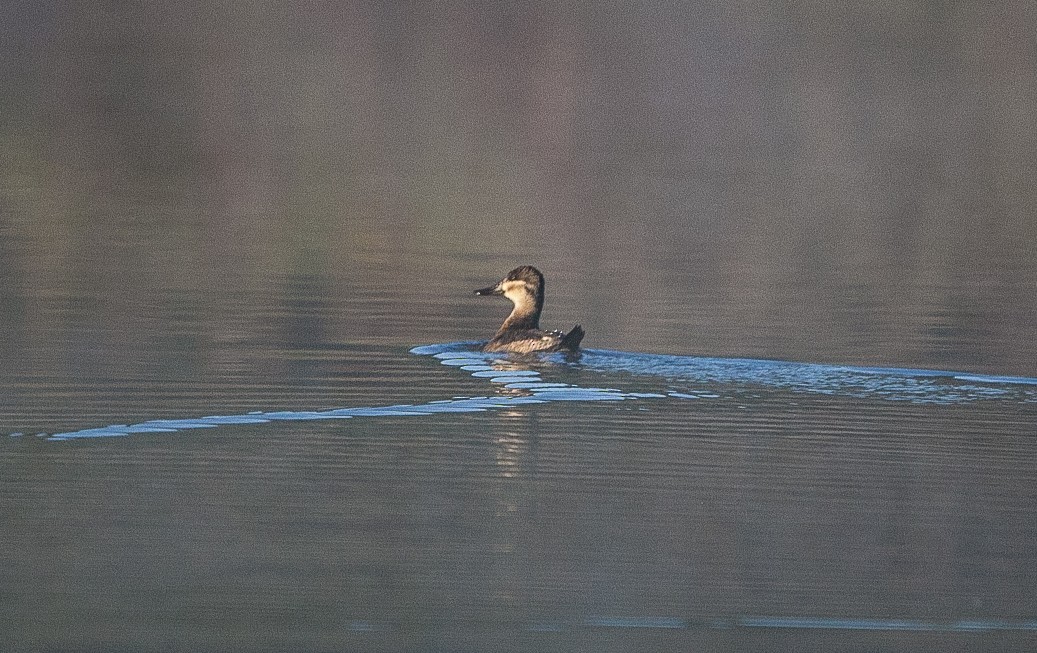 Ruddy Duck - ML375237931