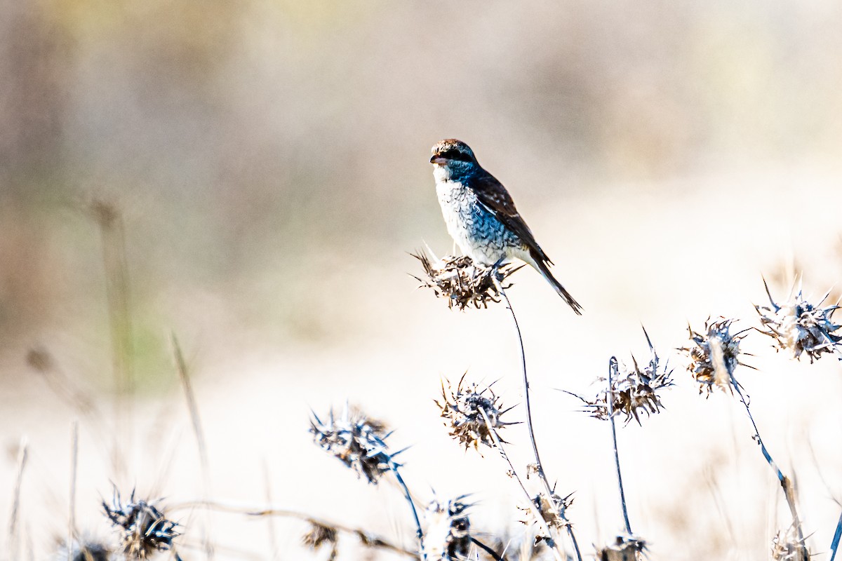 Red-backed Shrike - ML375238671