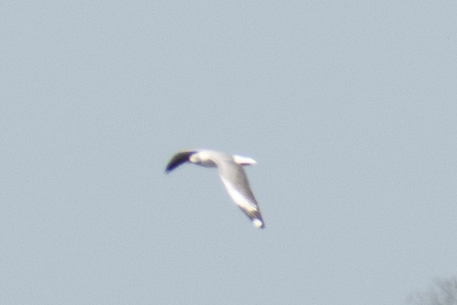 Gray-hooded Gull - Leandro Bareiro Guiñazú