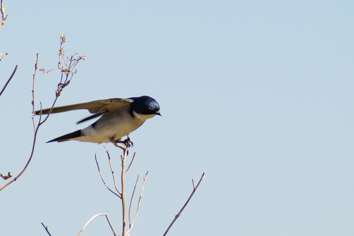 Chilean Swallow - ML375240871