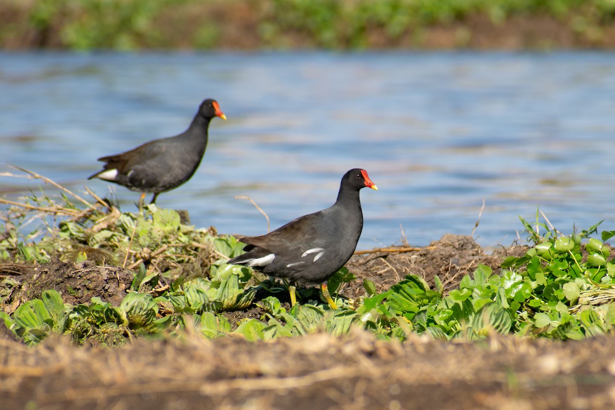 Gallinule d'Amérique - ML375241731