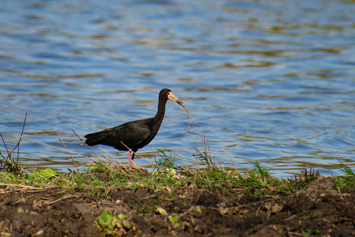 ibis tmavý - ML375241741