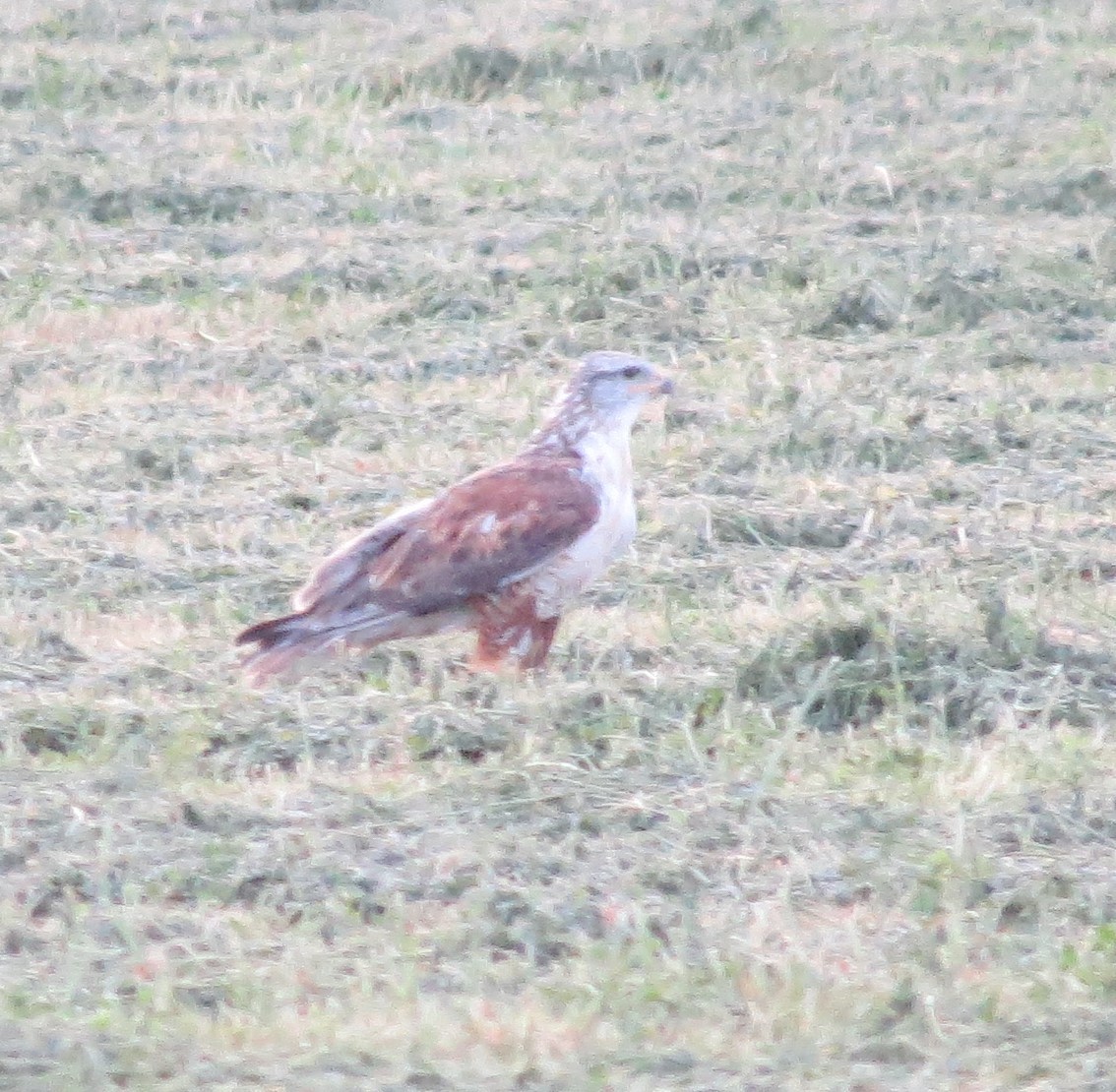 Ferruginous Hawk - ML375242291