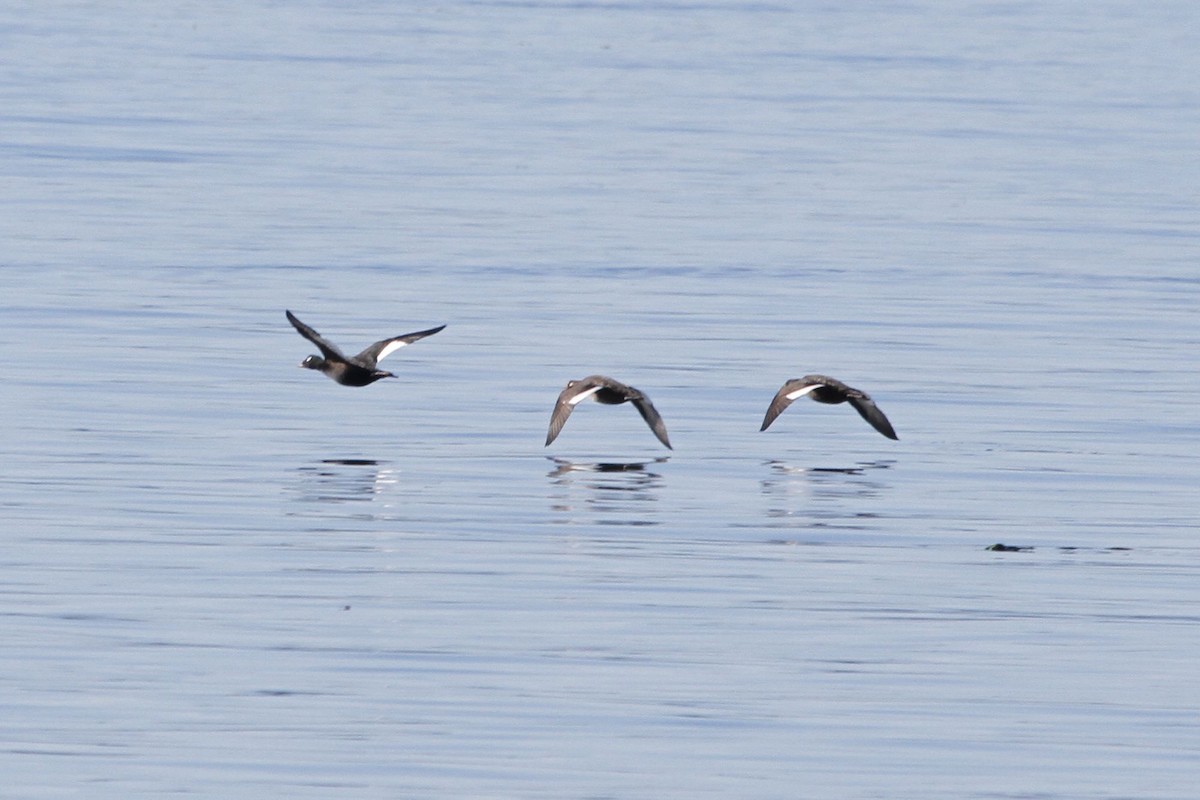 White-winged Scoter - ML37524251