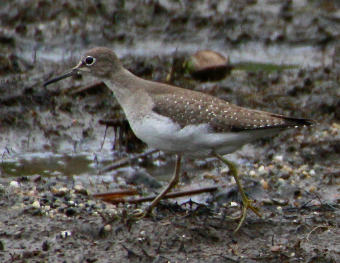 Solitary Sandpiper - ML375242781